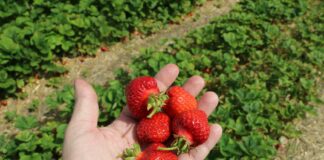 Plantator kontra Straż Granicza. Izba Rolnicza zabrała głos