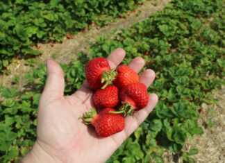 Plantator kontra Straż Granicza. Izba Rolnicza zabrała głos