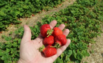 Plantator kontra Straż Granicza. Izba Rolnicza zabrała głos