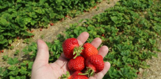 Plantator kontra Straż Granicza. Izba Rolnicza zabrała głos