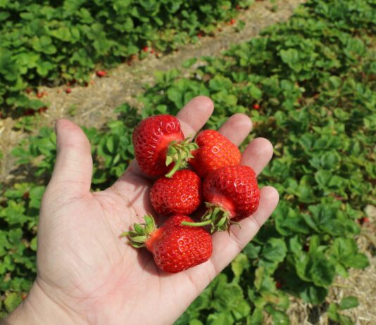 Plantator kontra Straż Granicza. Izba Rolnicza zabrała głos