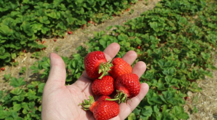 Plantator kontra Straż Granicza. Izba Rolnicza zabrała głos