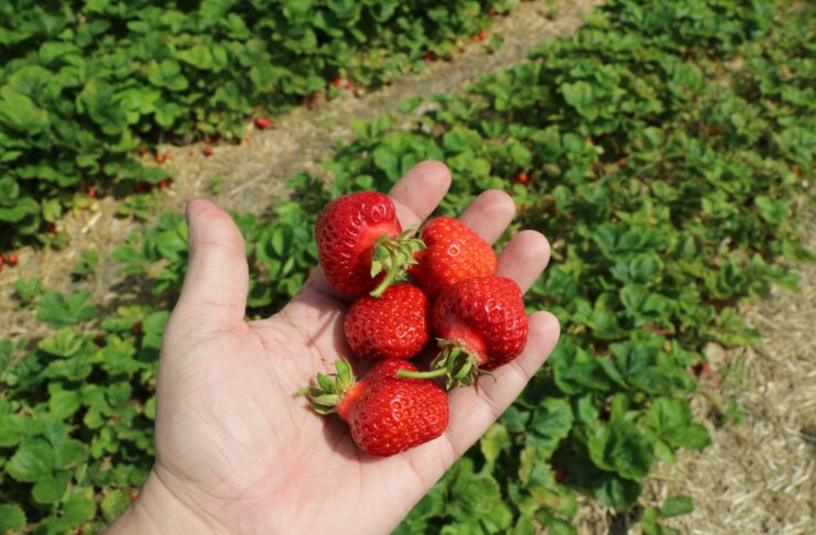 Plantator kontra Straż Granicza. Izba Rolnicza zabrała głos