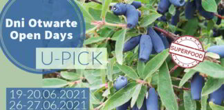 Dni Otwarte plantacji jagody kamczackiej pod Krakowem