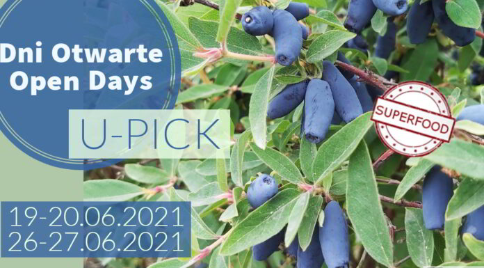 Dni Otwarte plantacji jagody kamczackiej pod Krakowem