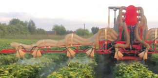 Dobra ochrona – jak dopryskać truskawki?