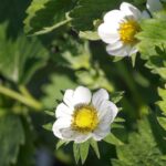 strawberry-flower-3388404_1920