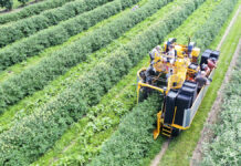 Kombajnowy zbiór jagody kamczackiej. A może zebrać usługowo? (FILM)