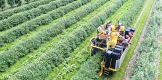 Kombajnowy zbiór jagody kamczackiej. A może zebrać usługowo? (FILM)