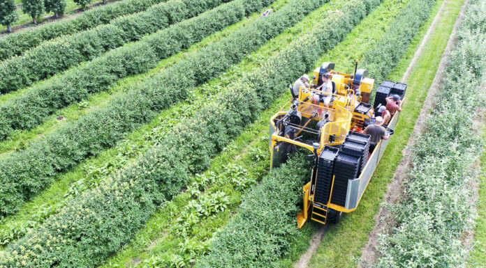 Kombajnowy zbiór jagody kamczackiej. A może zebrać usługowo? (FILM)