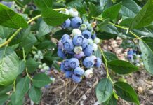 Borówka wysoka – upał, zbiory i coś więcej (09.07.2021 monitoring plantacji)