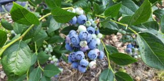 Borówka wysoka – upał, zbiory i coś więcej (09.07.2021 monitoring plantacji)