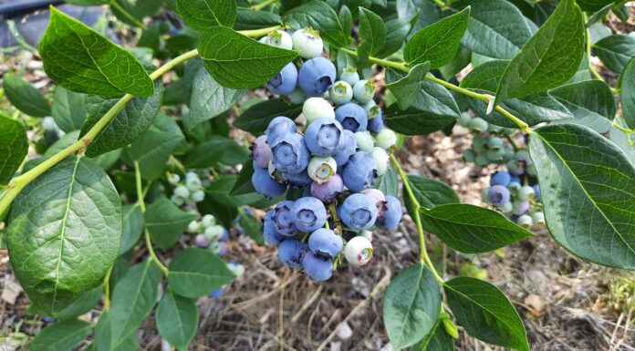 Borówka wysoka – upał, zbiory i coś więcej (09.07.2021 monitoring plantacji)