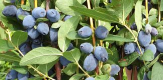 Nowe odmiany jagody kamczackiej