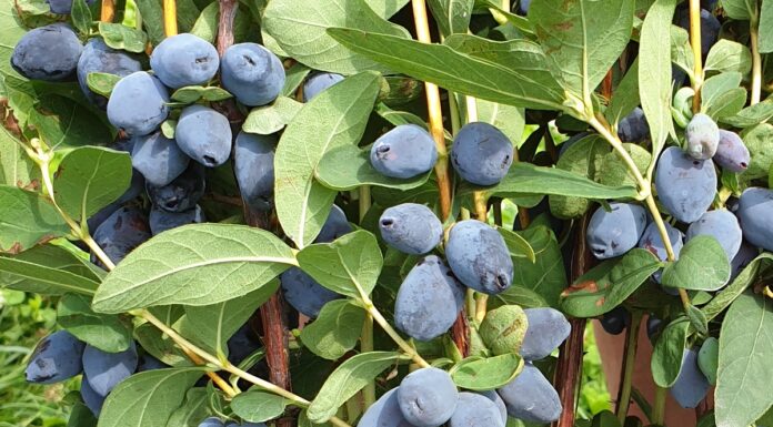 Nowe odmiany jagody kamczackiej