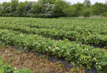 Co trzeba wiedzieć o uprawie truskawek na agrowłókninie