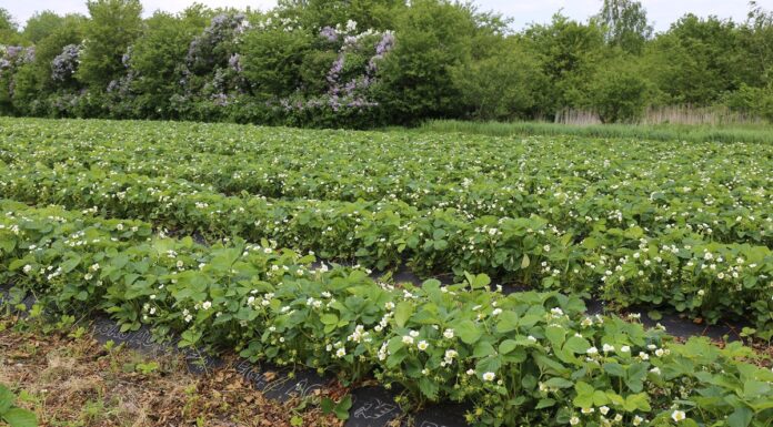 Co trzeba wiedzieć o uprawie truskawek na agrowłókninie