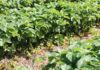 Ochrona truskawek na plantacji polowej – cenne uwagi
