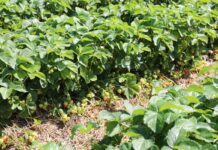 Ochrona truskawek na plantacji polowej – cenne uwagi