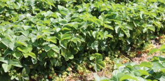 Ochrona truskawek na plantacji polowej – cenne uwagi