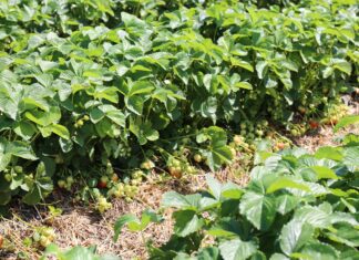 Ochrona truskawek na plantacji polowej – cenne uwagi