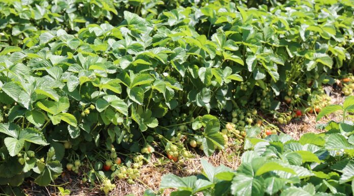 Ochrona truskawek na plantacji polowej – cenne uwagi