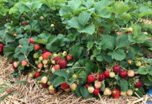 Stracił prawie milion złotych na uprawie truskawek