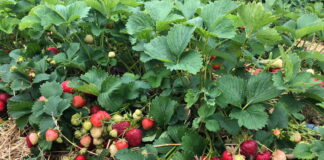 Stracił prawie milion złotych na uprawie truskawek