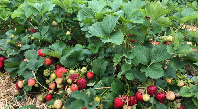 Stracił prawie milion złotych na uprawie truskawek