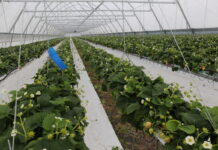 Tunele dla jagodowych z automatycznym wietrzeniem