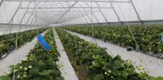 CHOROBY ODGLEBOWE W TRUSKAWKACH POD OSŁONAMI – skuteczne zapobieganie