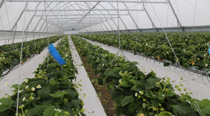 CHOROBY ODGLEBOWE W TRUSKAWKACH POD OSŁONAMI – skuteczne zapobieganie