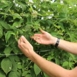 IMG_0926truskawka_borowka