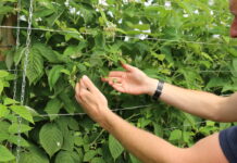 Budowanie jakościowego plonu w malinach powtarzających