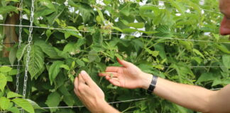 Budowanie jakościowego plonu w malinach powtarzających