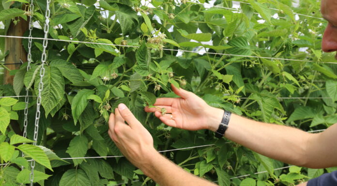 Budowanie jakościowego plonu w malinach powtarzających