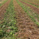 IMG_0952truskawka_borowka