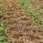 IMG_0953truskawka_borowka