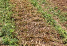 Na plantacji truskawek liście zostały ścięte – co dalej?