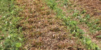 Na plantacji truskawek liście zostały ścięte – co dalej?