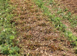 Zadbajmy o zdrowotność plantacji truskawek po zbiorach
