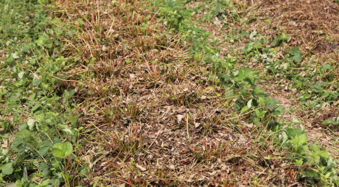 Zadbajmy o zdrowotność plantacji truskawek po zbiorach