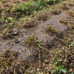 IMG_0992truskawka_borowka