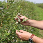 IMG_1002truskawka_borowka