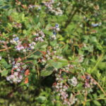 IMG_1008truskawka_borowka