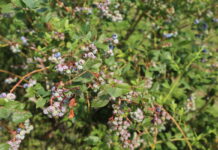 Borówki dojrzewają – nawożenie w ekstremalnych warunkach pogodowych