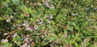 Borówki dojrzewają – nawożenie w ekstremalnych warunkach pogodowych