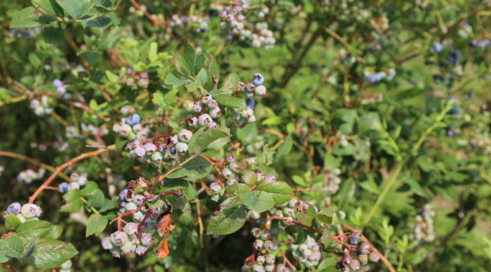 Borówki dojrzewają – nawożenie w ekstremalnych warunkach pogodowych