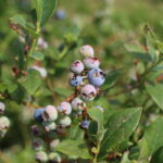 IMG_1015truskawka_borowka