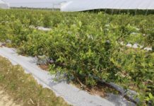 Akcja reanimacja – po burzy gradowej na plantacji borówkowej